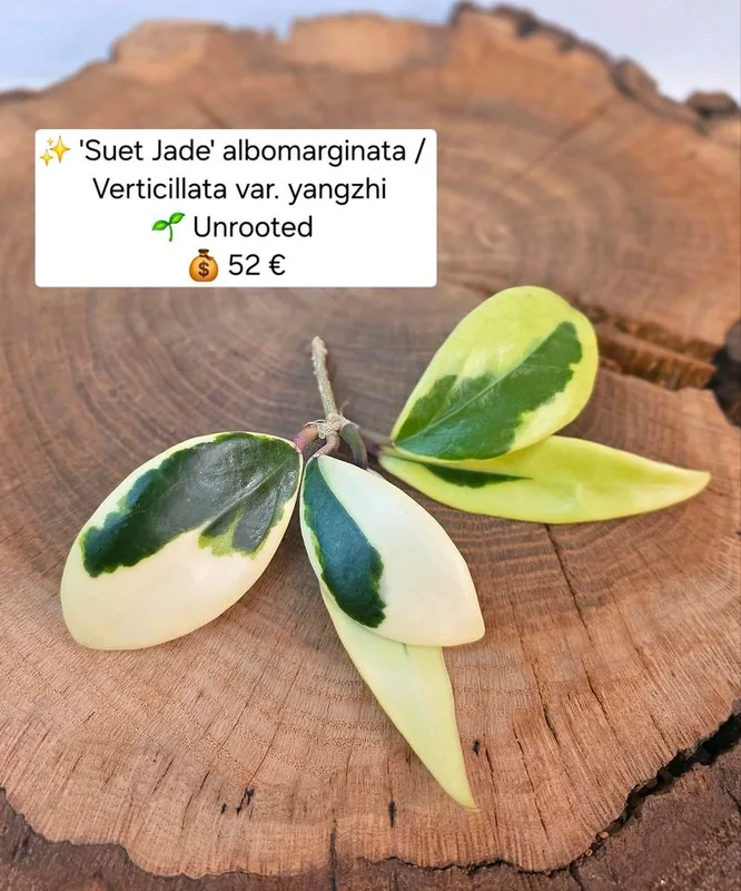 Hoya 'Suet Jade' Albomarginata Verticillata var. Yangzhi, Bewurzelte Pflanze