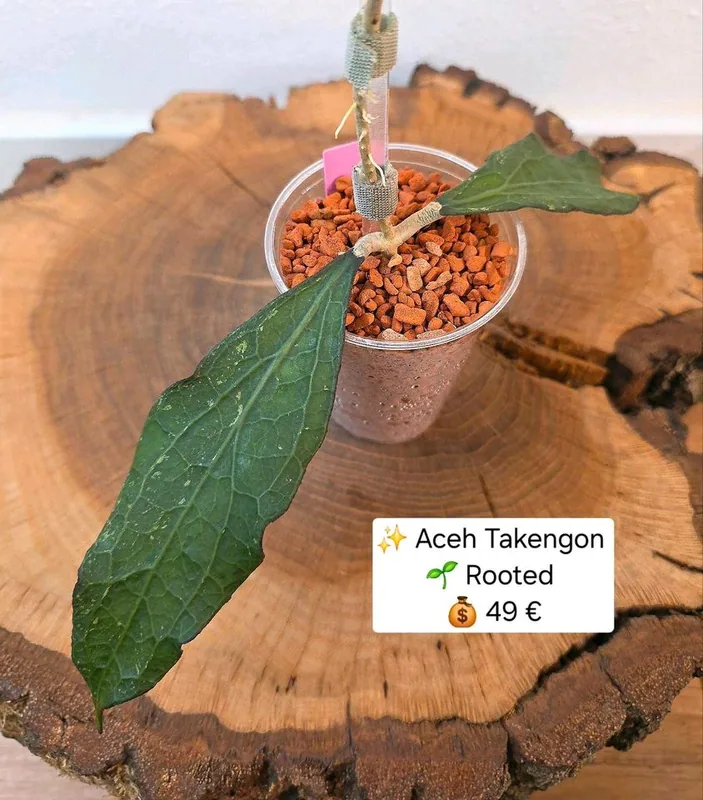 Hoya sp. Aceh Takengon, Bewurzelte Pflanze