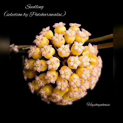 Hoya seedling (Selection by Patcharawalai), Steckling