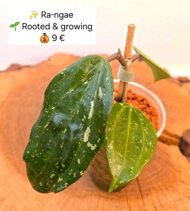 Hoya sp. Ra-ngae (Rangae), Bewurzelte Pflanze