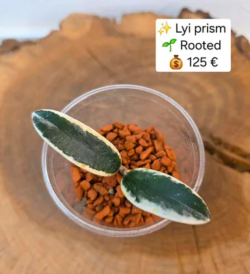Hoya LYI Prism, Bewurzelte Pflanze