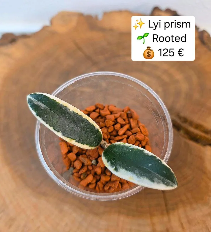 Hoya LYI Prism, Bewurzelte Pflanze