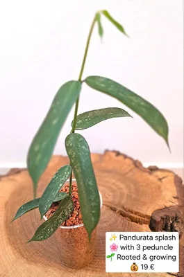 Hoya pandurata Splash, Steckling