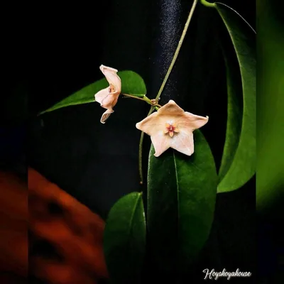 Hoya apoda, Steckling