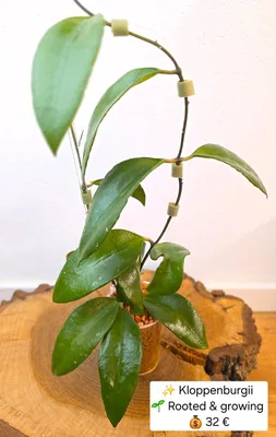 Hoya kloppenburgii, Steckling
