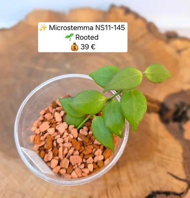 Hoya microstemma NS11-145, Bewurzelte Pflanze