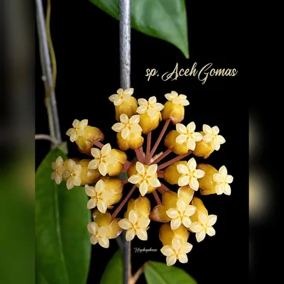 Hoya sp. Aceh Gomas, Steckling