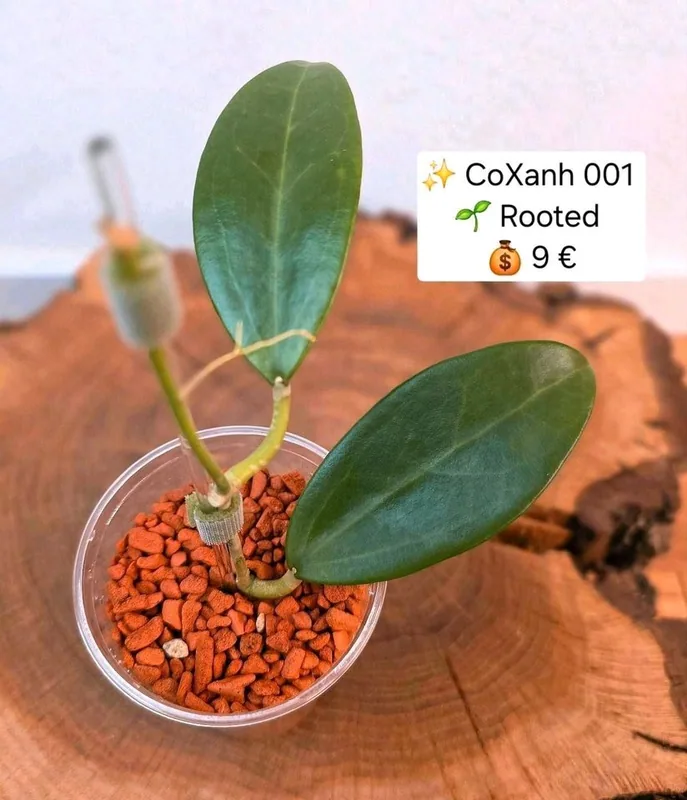 Hoya coxanh 001, Bewurzelte Pflanze