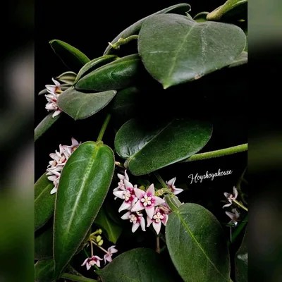 Hoya calycina Stargazer, Bewurzelte Pflanze