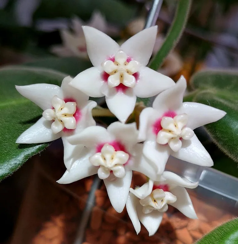 Hoya calycina Stargazer, Bewurzelte Pflanze