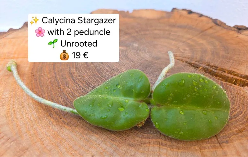 Hoya calycina Stargazer, Bewurzelte Pflanze
