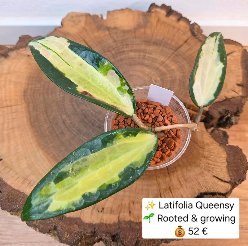 Hoya latifolia Queensy, Bewurzelte Pflanze