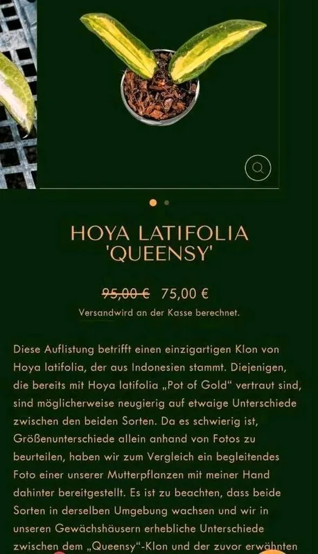 Hoya latifolia Queensy, Bewurzelte Pflanze