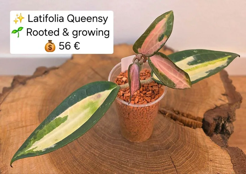 Hoya latifolia Queensy, Bewurzelte Pflanze