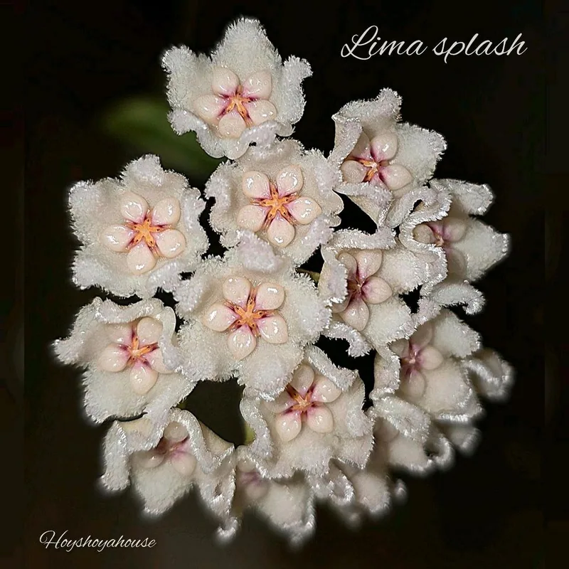 Hoya lima Splash, Steckling