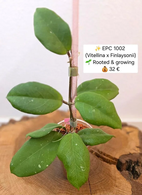 Hoya EPC 1002 (Vitellina x Finlaysonii ̀), Bewurzelte Pflanze