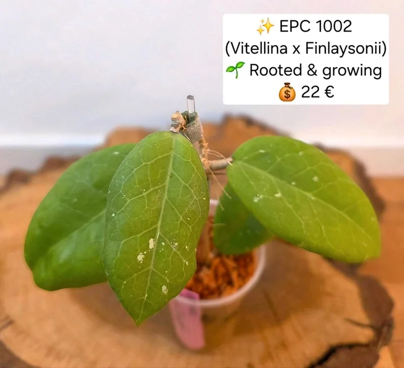 Hoya EPC 1002 (Vitellina x Finlaysonii ̀), Bewurzelte Pflanze