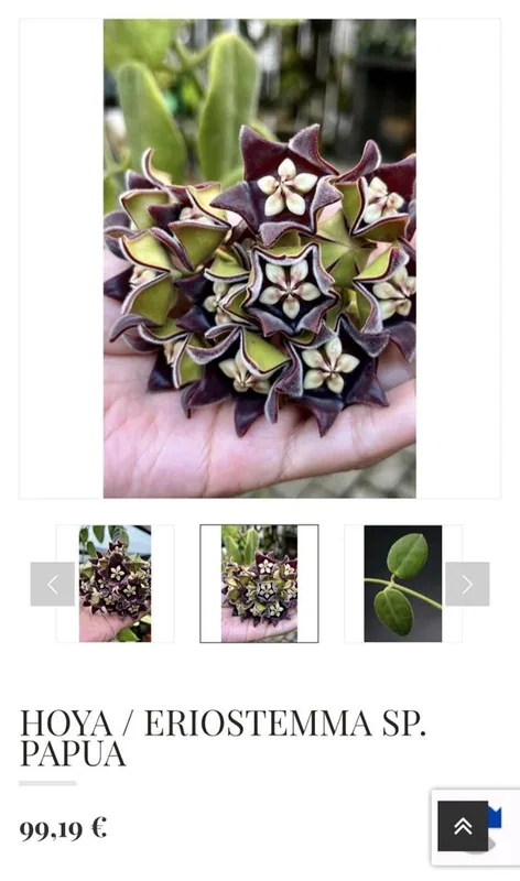Hoya eriostemma sp. Papua, Bewurzelte Pflanze