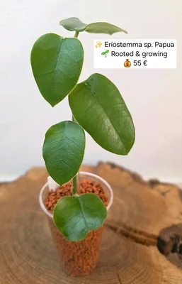 Hoya eriostemma sp. Papua, Bewurzelte Pflanze