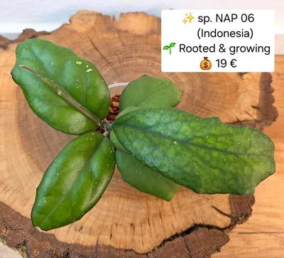 Hoya sp. NAP 06 (Indonesia), Bewurzelte Pflanze