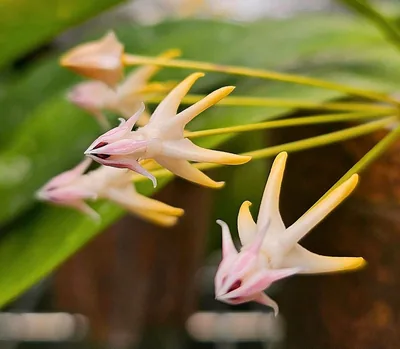 Hoya multiflora Javanica Pink, Bewurzelte Pflanze