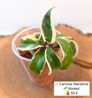 Hoya carnosa 'Marianna', Bewurzelte Pflanze