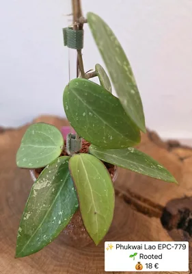 Hoya phukwai LAO EPC 779, Steckling