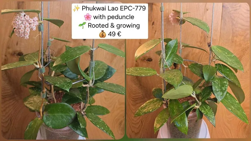 Hoya phukwai LAO EPC 779, Steckling