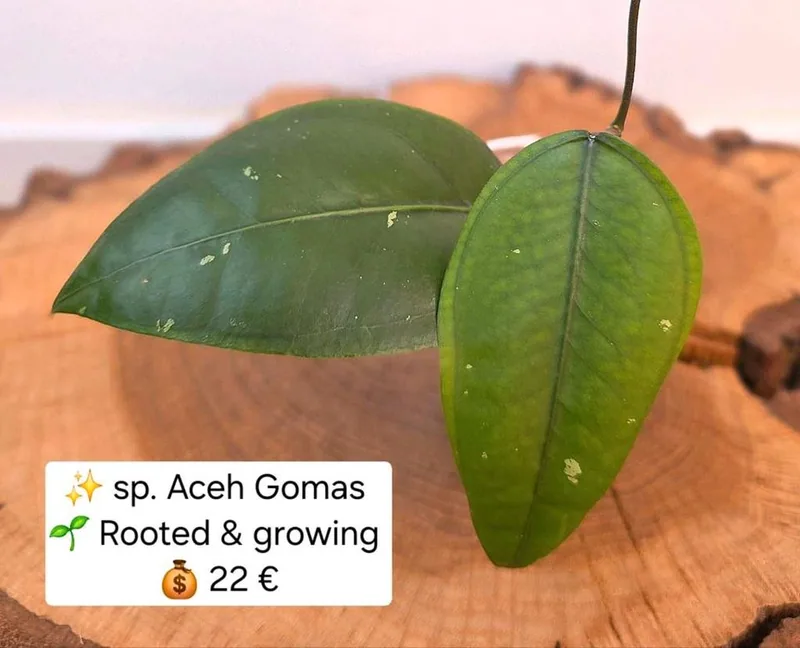 Hoya sp. Aceh Gomas, Bewurzelte Pflanze