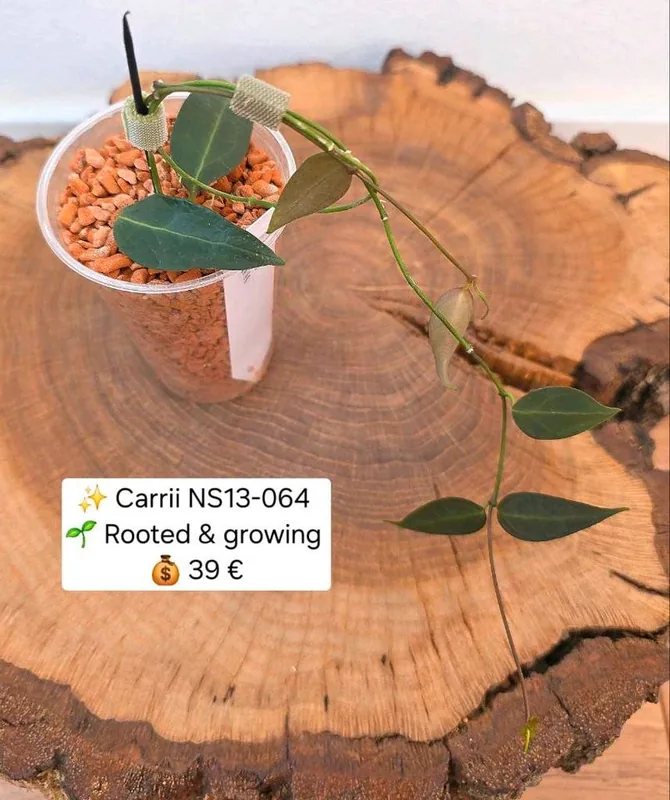 Hoya carrii NS13-064, Bewurzelte Pflanze