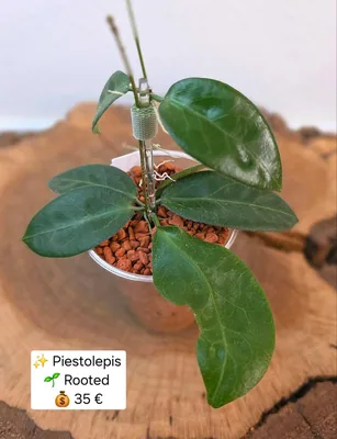 Hoya piestolepis, Steckling