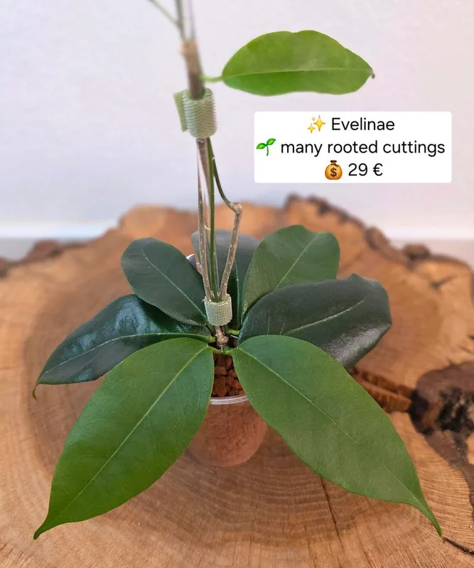 Hoya evelinae, Bewurzelte Pflanze