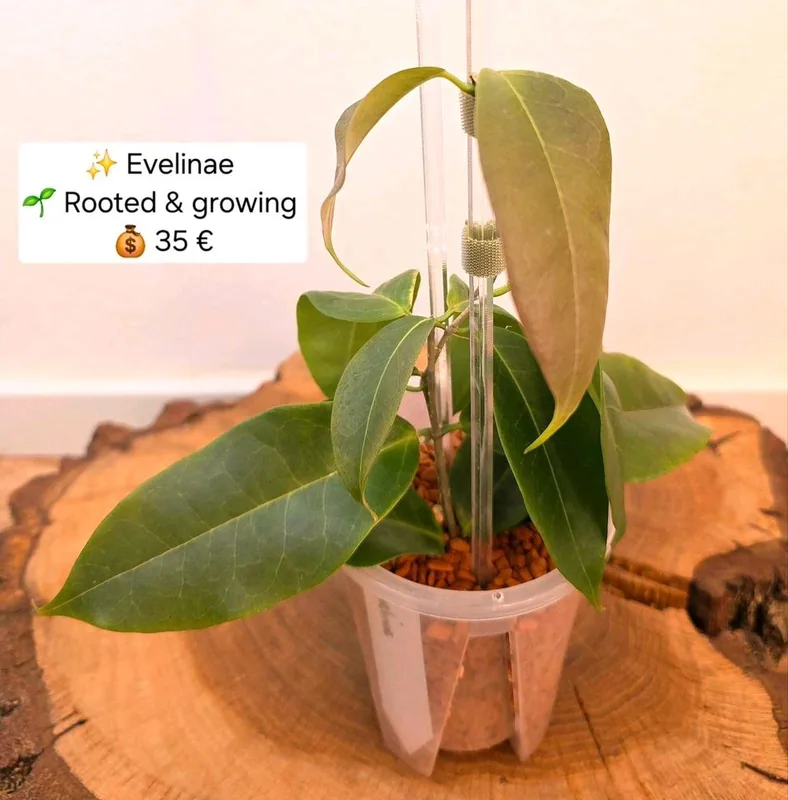 Hoya evelinae, Bewurzelte Pflanze