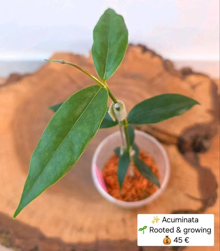 Hoya acuminata, Bewurzelte Pflanze