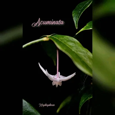 Hoya acuminata, Bewurzelte Pflanze