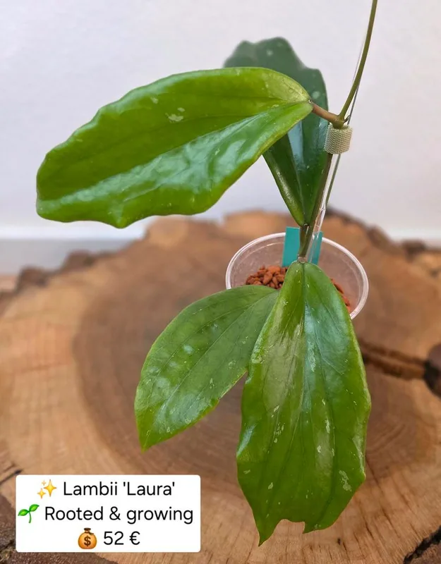 Hoya lambii 'Laura', Bewurzelte Pflanze