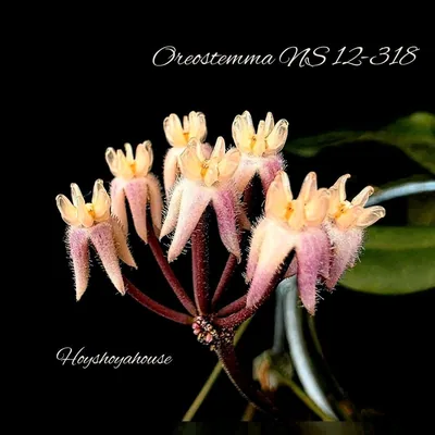 Hoya oreostemma NS 12-318, Bewurzelte Pflanze
