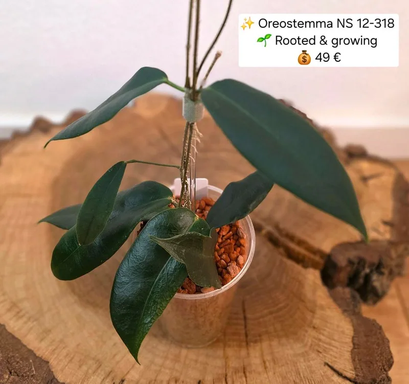 Hoya oreostemma NS 12-318, Bewurzelte Pflanze