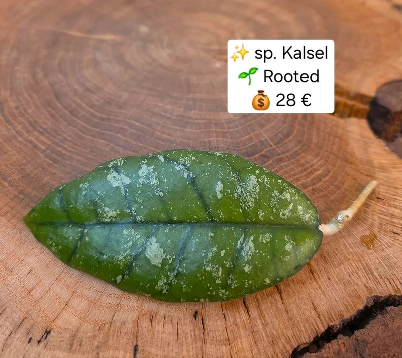 Hoya sp. Kalsel, Bewurzelte Pflanze