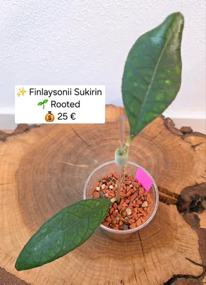 Hoya finlaysonii 'Sukirin', Bewurzelte Pflanze