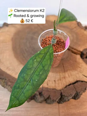 Hoya clemensiorum K2, Bewurzelte Pflanze