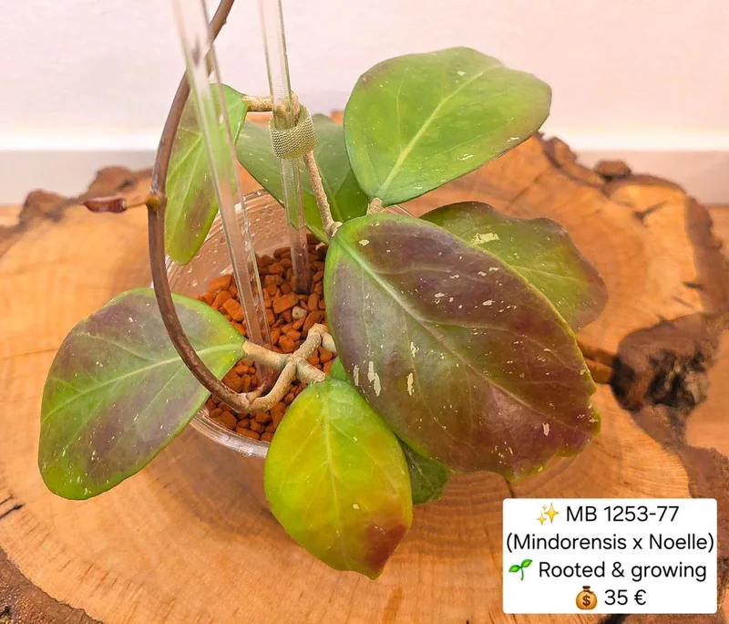 Hoya MB 1253-77 (Mindorensis x Noelle), Bewurzelte Pflanze