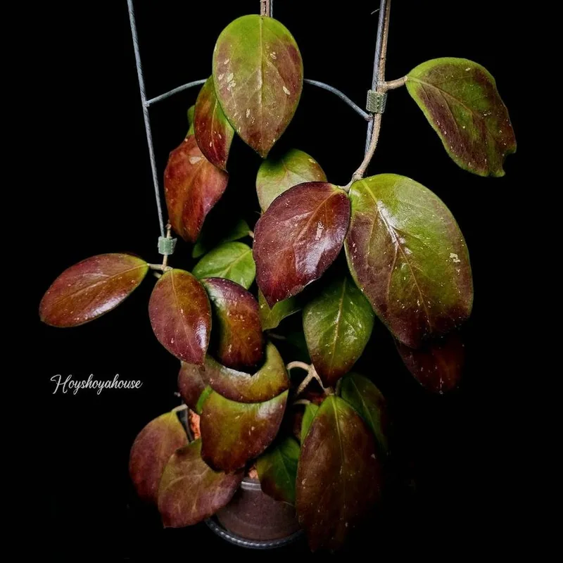 Hoya MB 1253-77 (Mindorensis x Noelle), Bewurzelte Pflanze