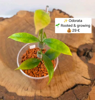 Hoya odorata, Bewurzelte Pflanze