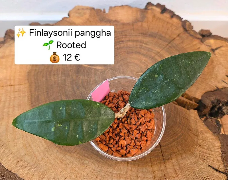 Hoya finlaysonii 'Panggha', Steckling