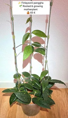 Hoya finlaysonii 'Panggha', Steckling