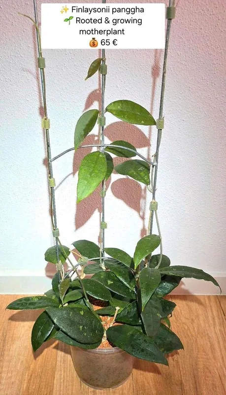 Hoya finlaysonii 'Panggha', Steckling