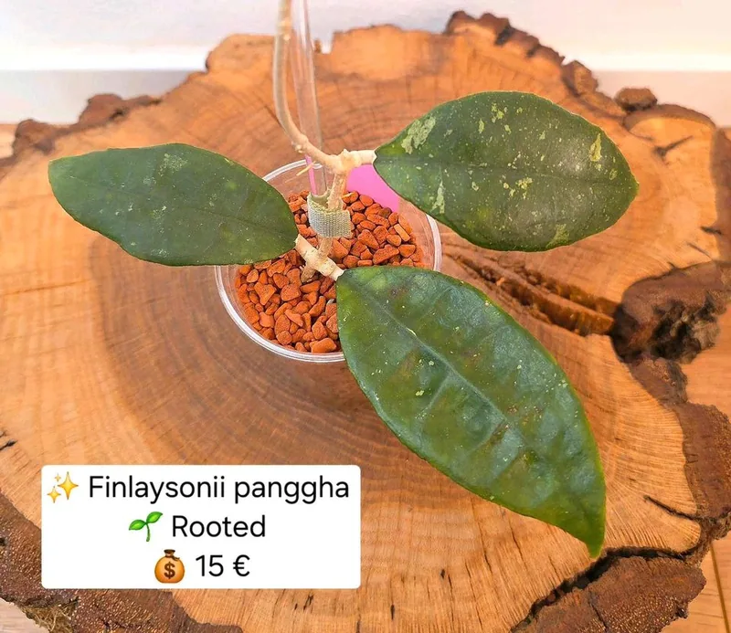 Hoya finlaysonii 'Panggha', Steckling