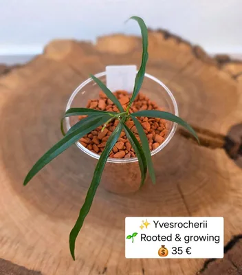 Hoya yvesrocheri, Steckling
