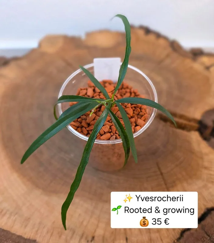 Hoya yvesrocheri, Steckling